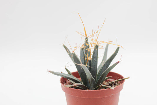 Leuchtenbergia principes