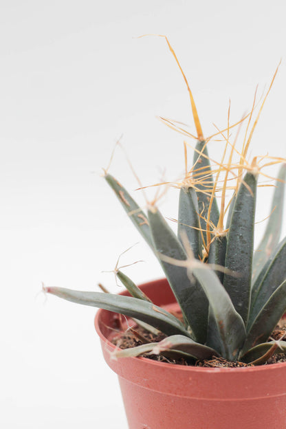 Leuchtenbergia principles