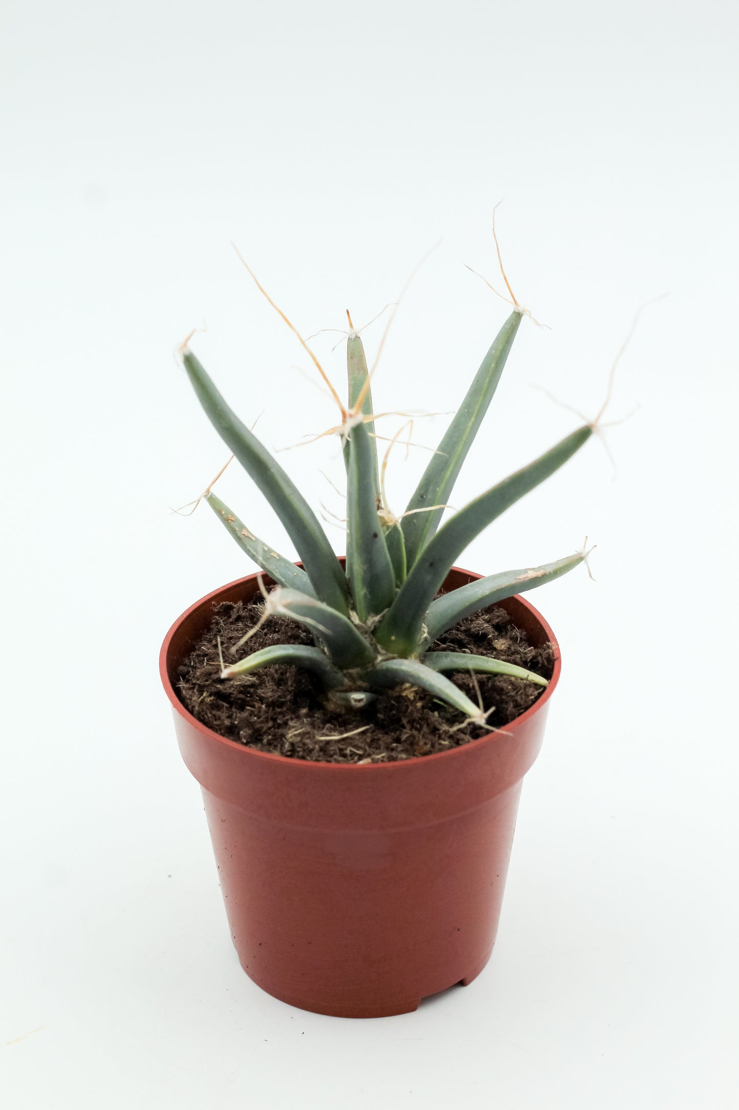 Leuchtenbergia principles