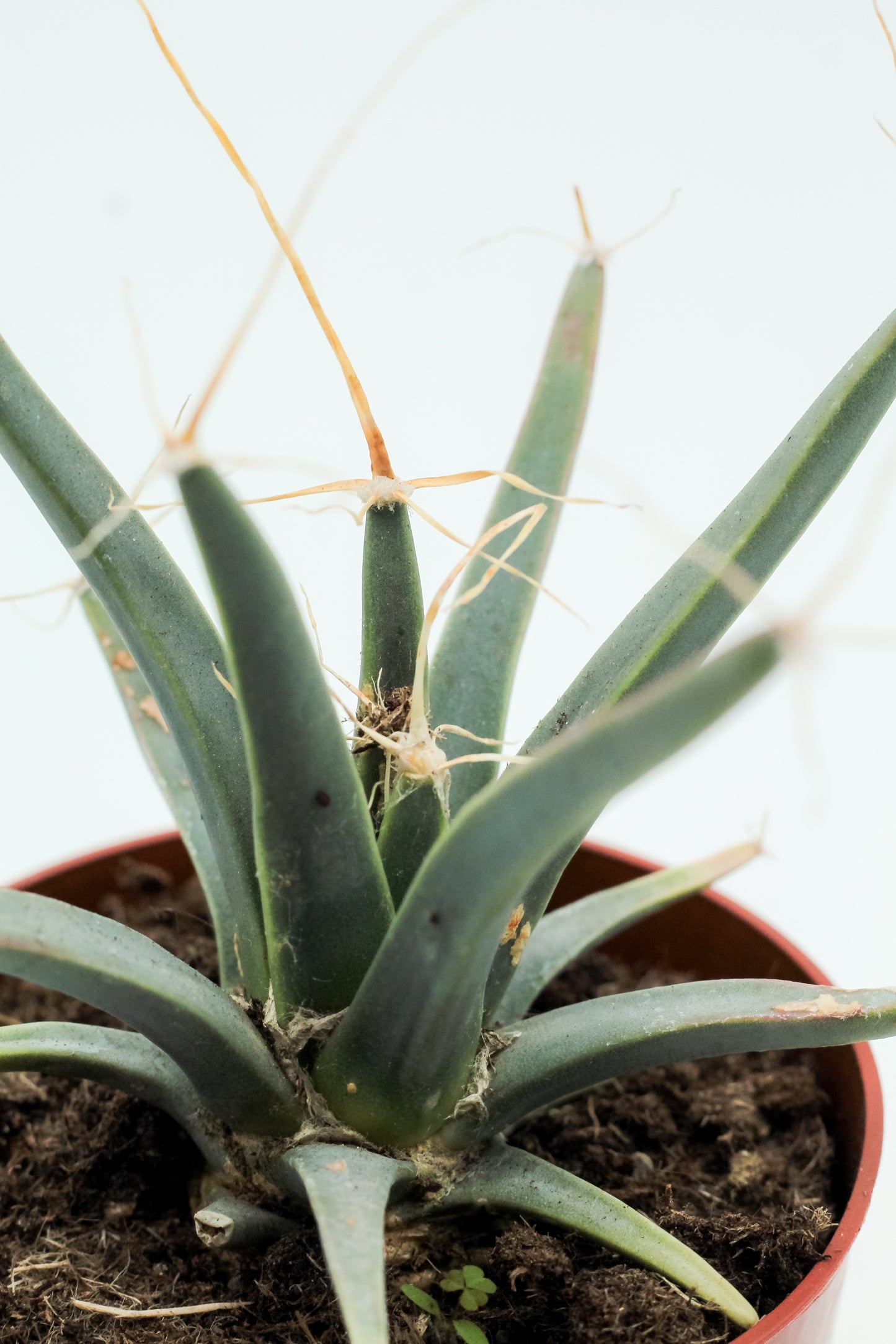 Leuchtenbergia principles