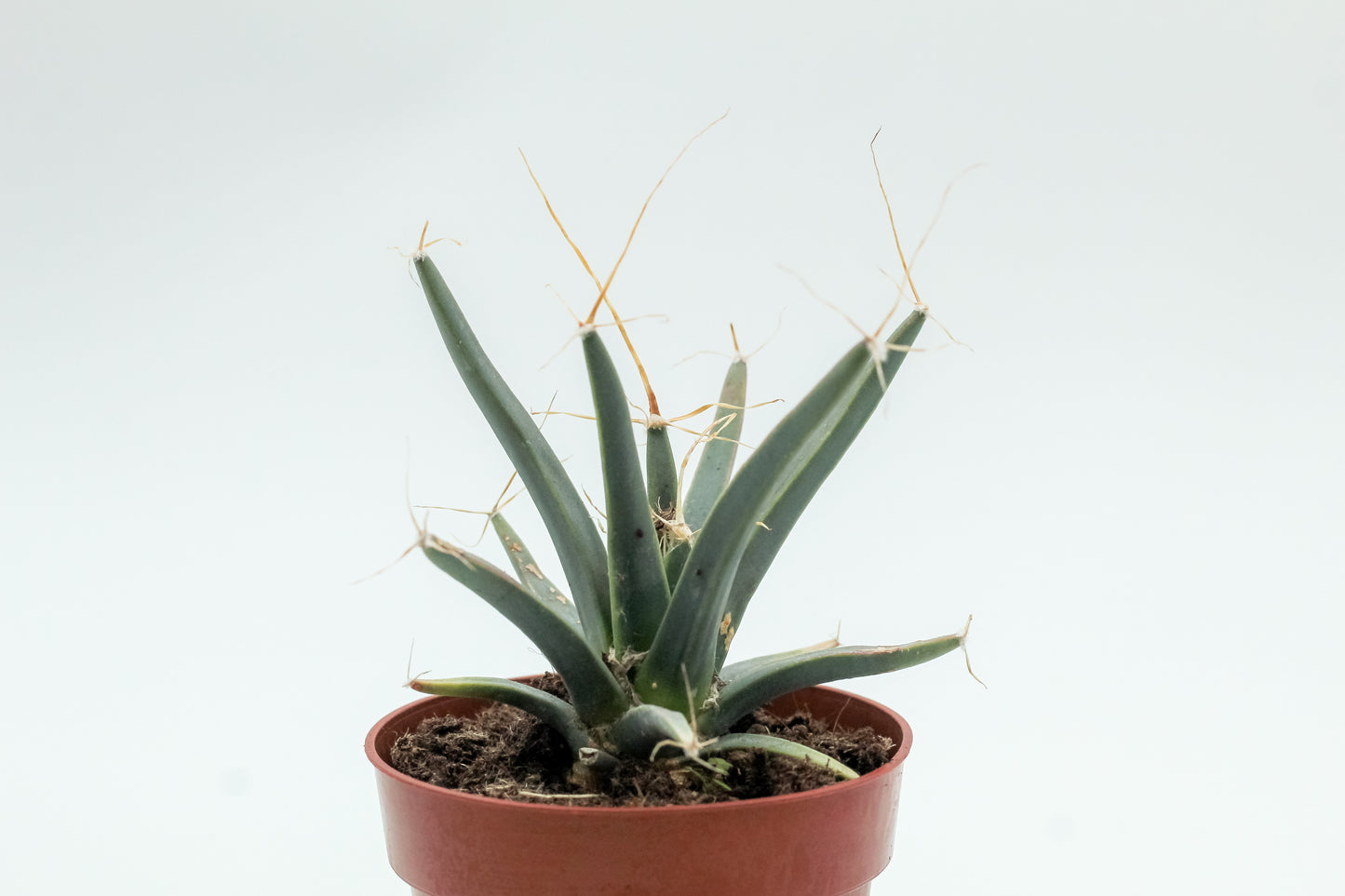 Leuchtenbergia principles