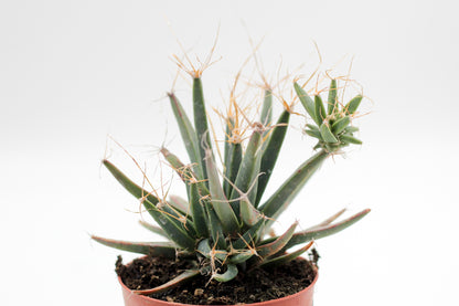 Leuchtenbergia principes