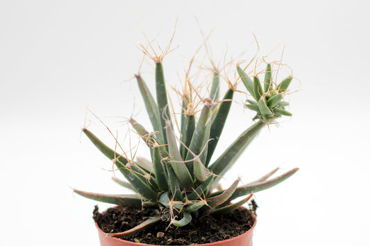Leuchtenbergia principles
