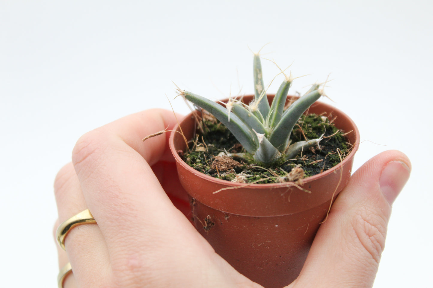 Leuchtenbergia principles