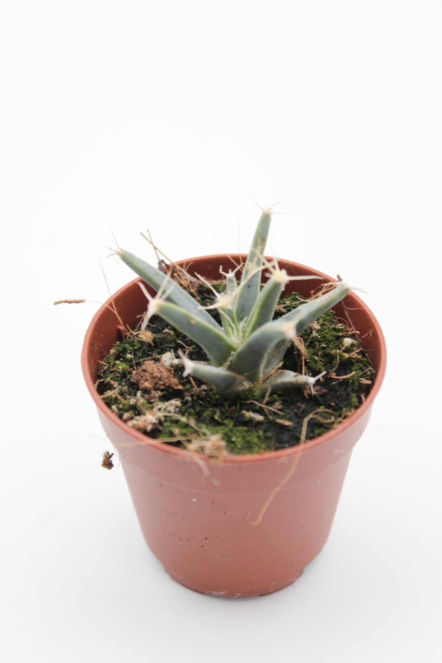 Leuchtenbergia principles