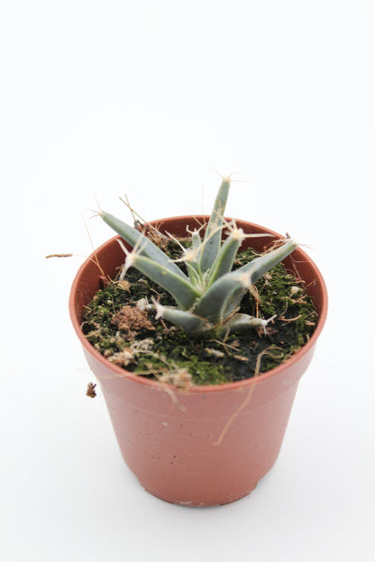 Leuchtenbergia principles