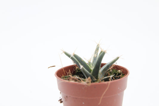 Leuchtenbergia principles