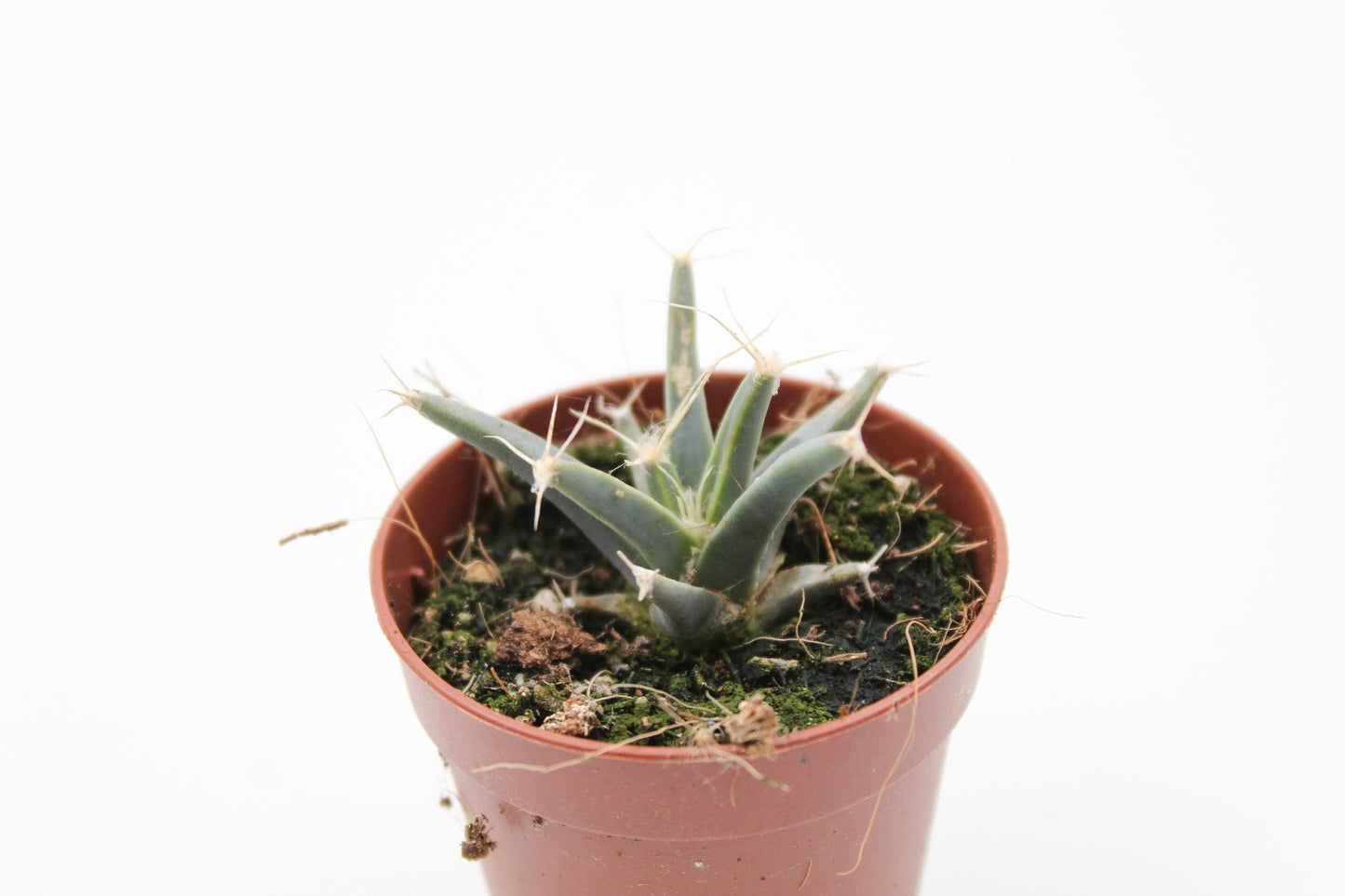 Leuchtenbergia principles