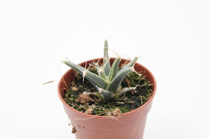Leuchtenbergia principles