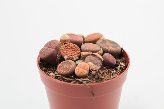Lithops Aucampiae