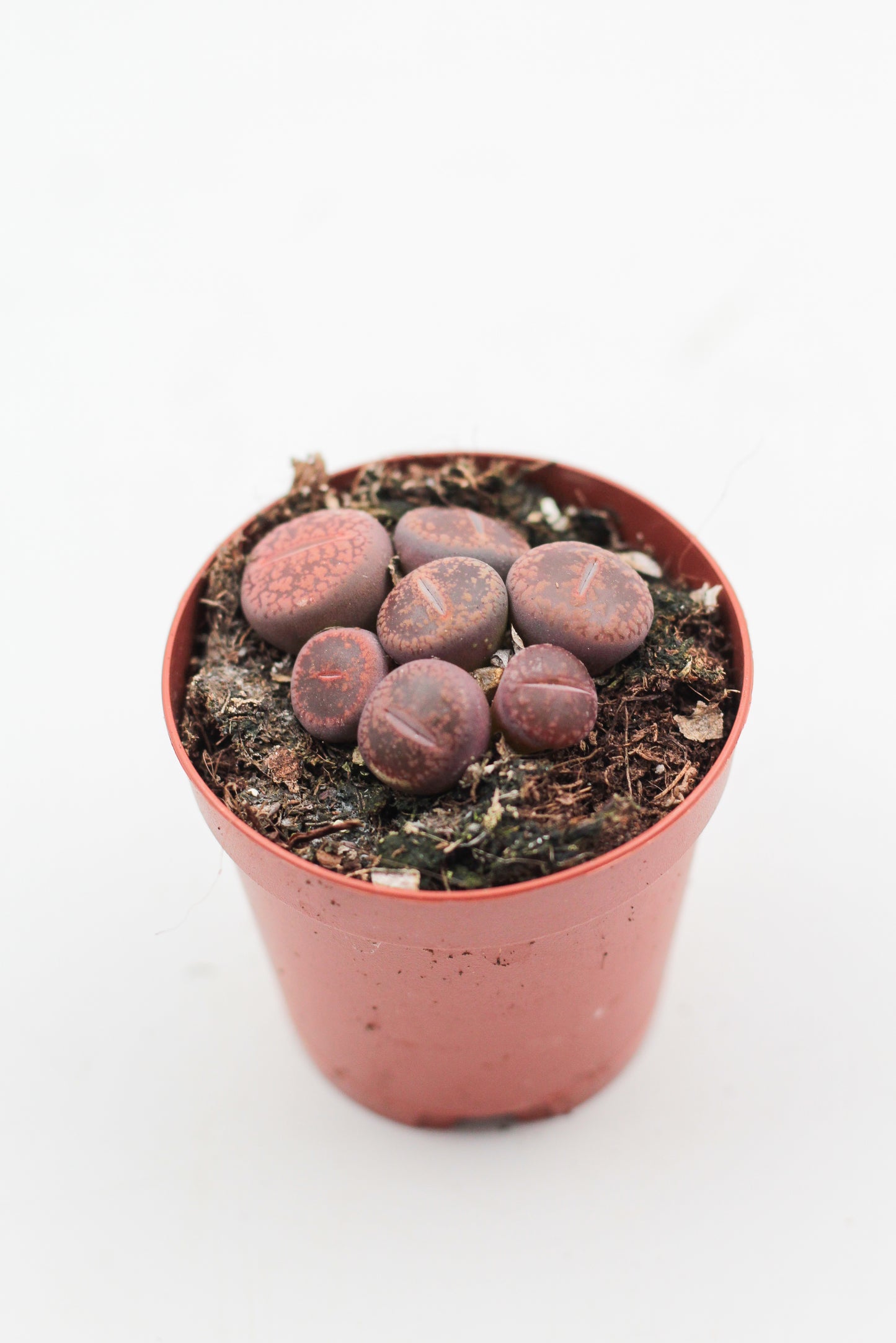 Lithops Aucampiae var. Glaudinae (C116)