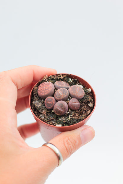 Lithops Aucampiae var. Glaudinae (C116)