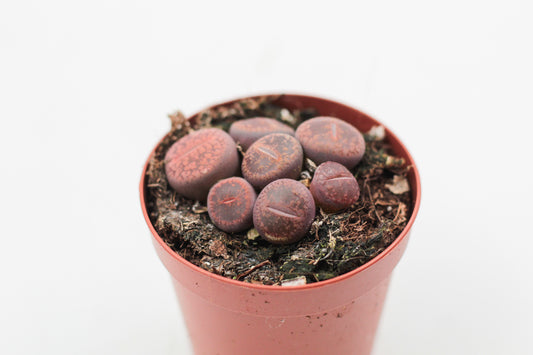 Lithops Aucampiae var. Glaudinae (C116)