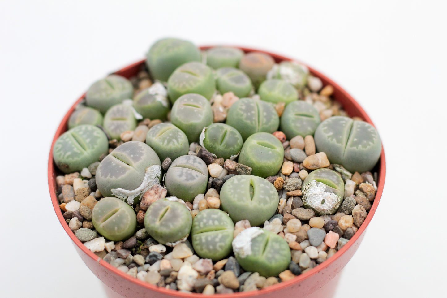 Lithops Jullii var. Fulleri "fullergreen"