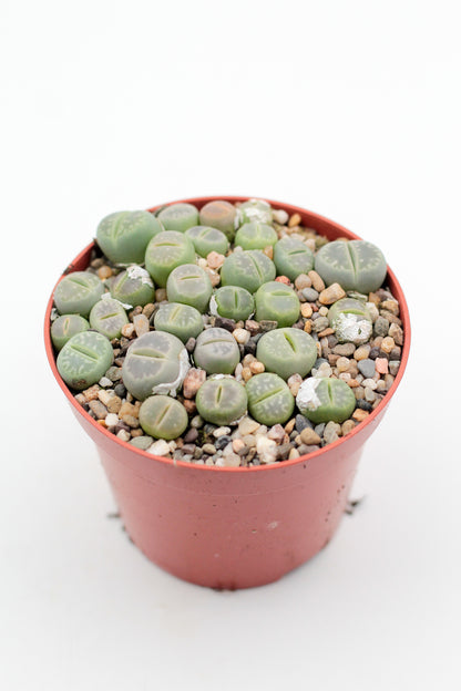 Lithops Jullii var. Fulleri "fullergreen"