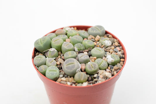 Lithops Jullii var. Fulleri "fullergreen"