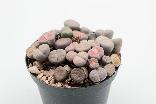 Lithops Karasmontana