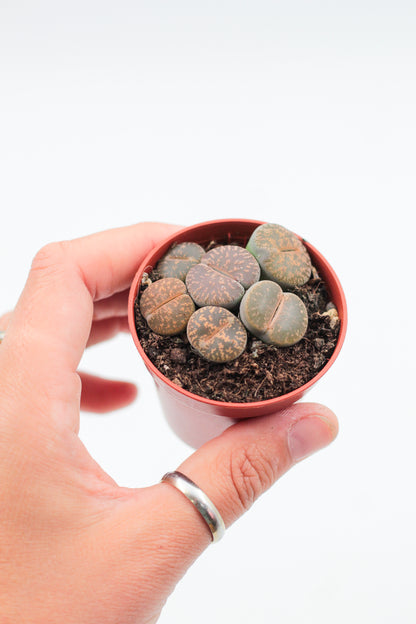Lithops Lesliei Pietersburg C352