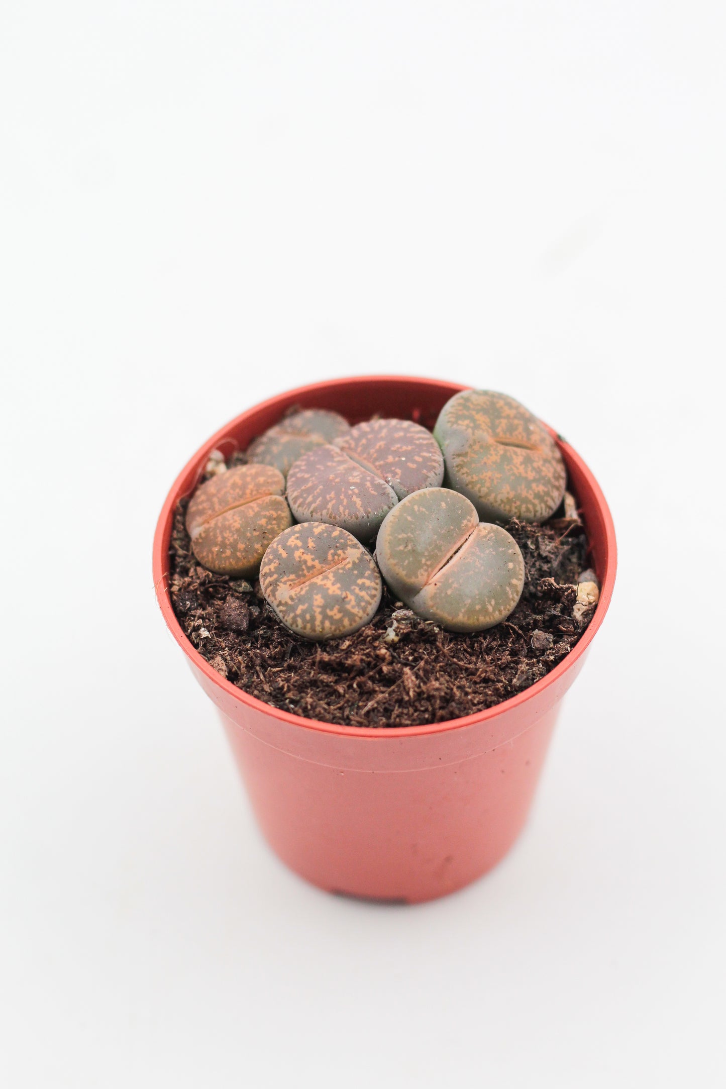 Lithops Lesliei Pietersburg C352