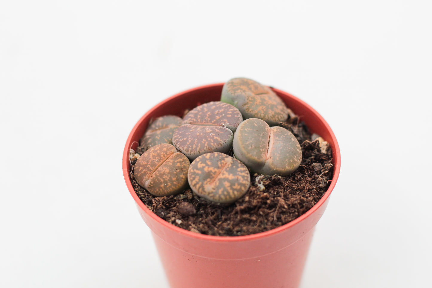Lithops Lesliei Pietersburg C352