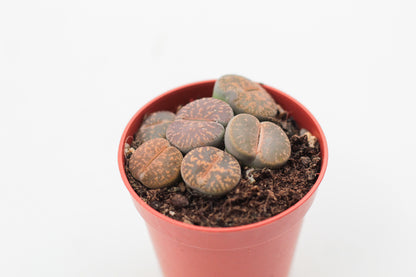 Lithops Lesliei Pietersburg C352