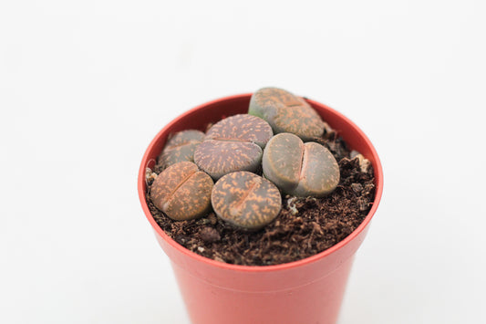 Lithops Lesliei Pietersburg C352