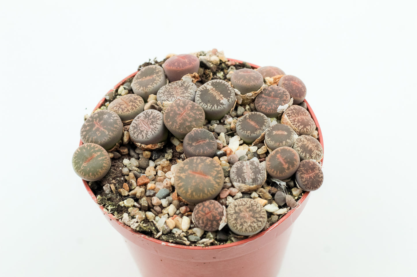 Lithops Lesliei Pietersburg C352