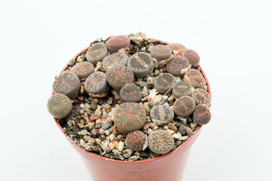 Lithops Lesliei Pietersburg C352