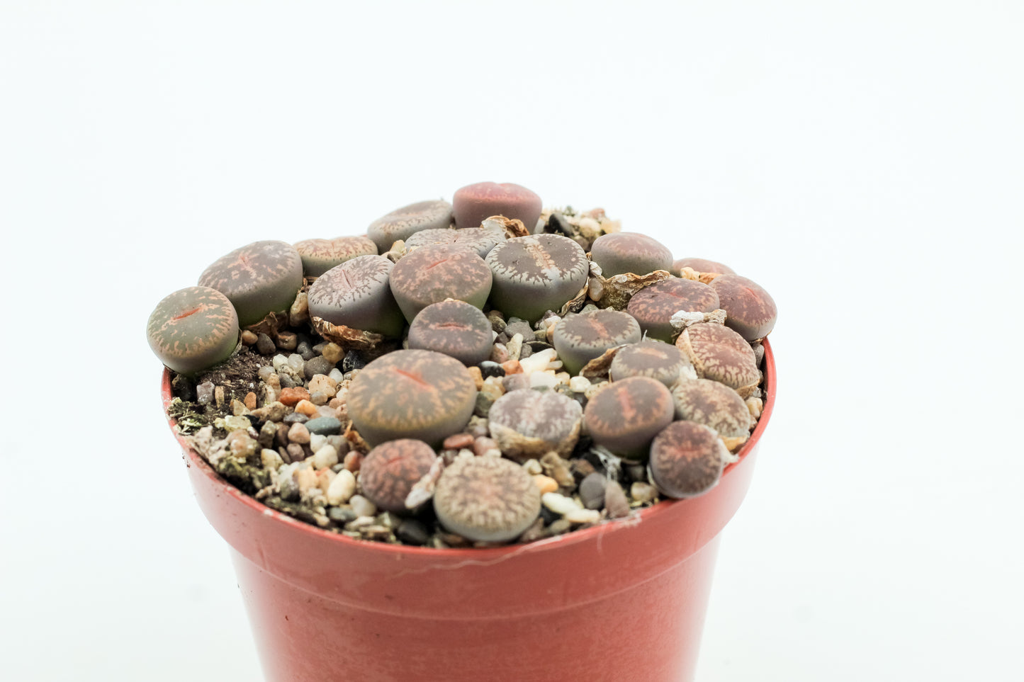 Lithops Lesliei Pietersburg C352