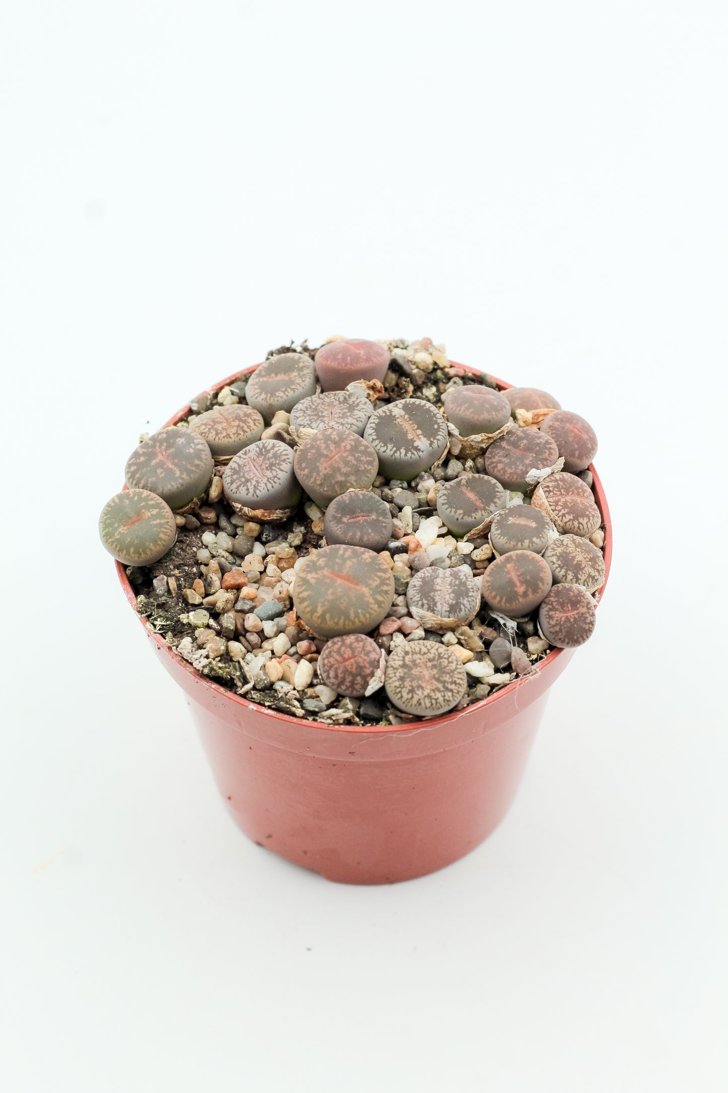 Lithops Lesliei Pietersburg C352