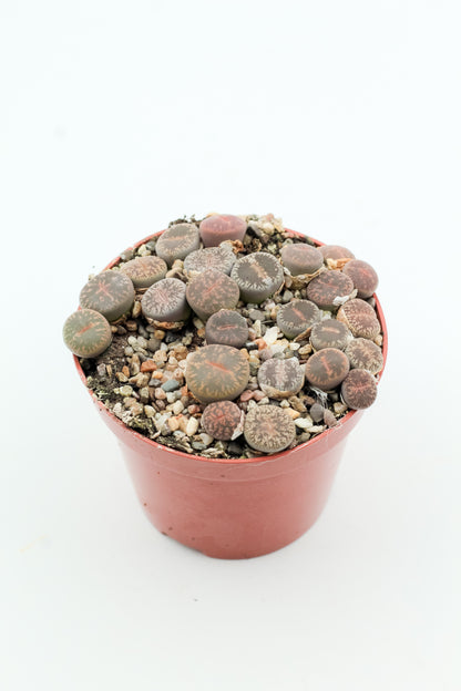 Lithops Lesliei Pietersburg C352