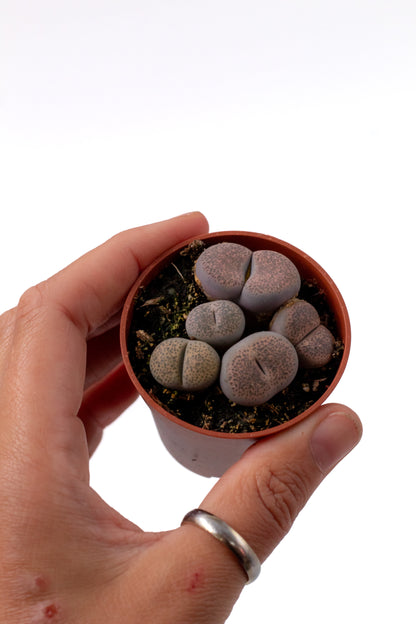 Lithops  Localis (Terricolor)