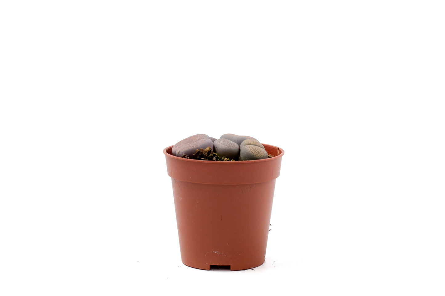 Lithops  Localis (Terricolor)