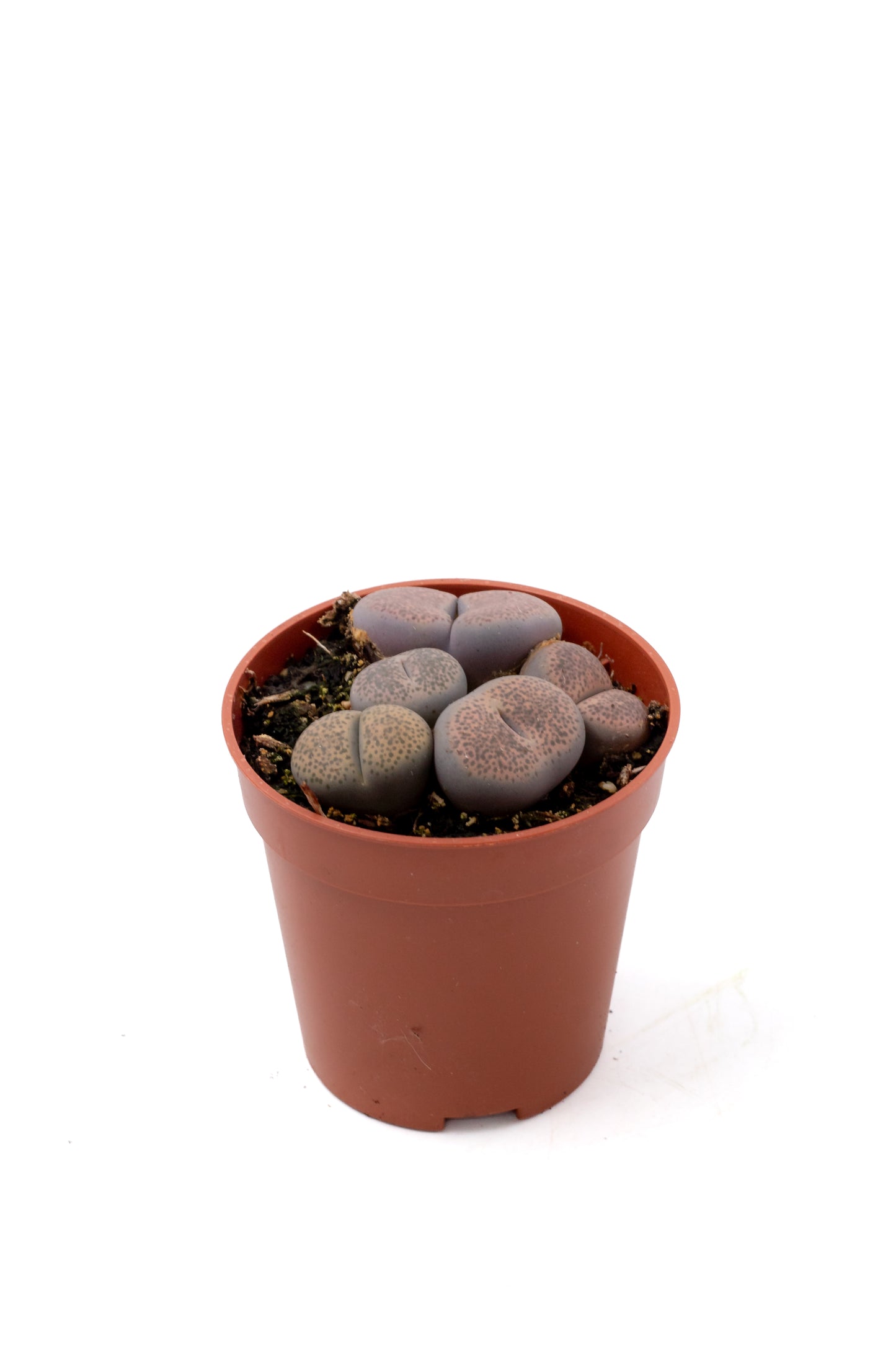 Lithops  Localis (Terricolor)