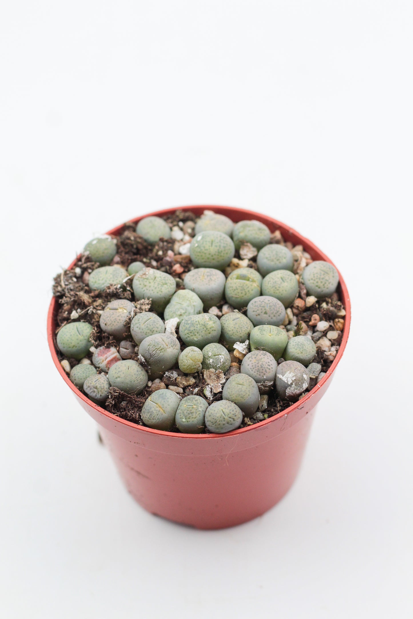 Lithops Localis (Terricolor) C131