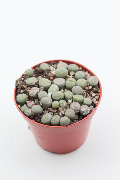 Lithops Localis (Terricolor) C131