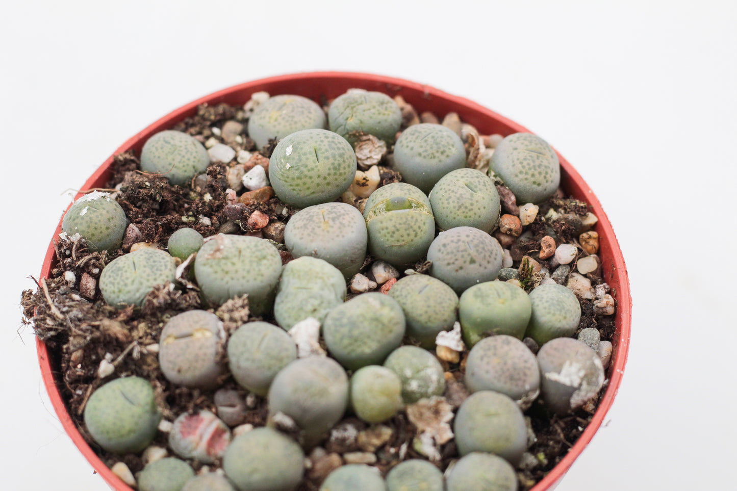 Lithops Localis (Terricolor) C131