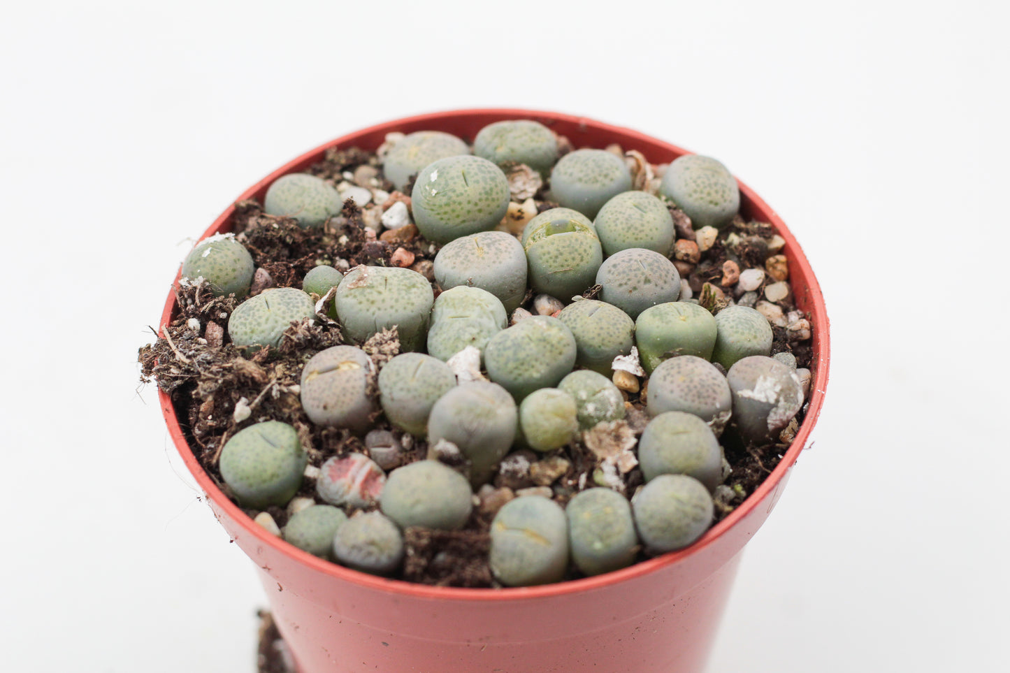 Lithops Localis (Terricolor) C131
