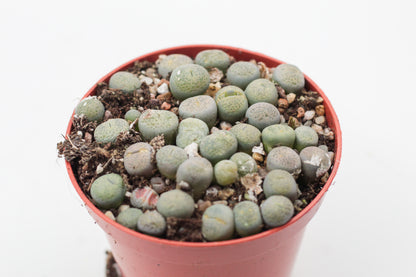 Lithops Localis (Terricolor) C131