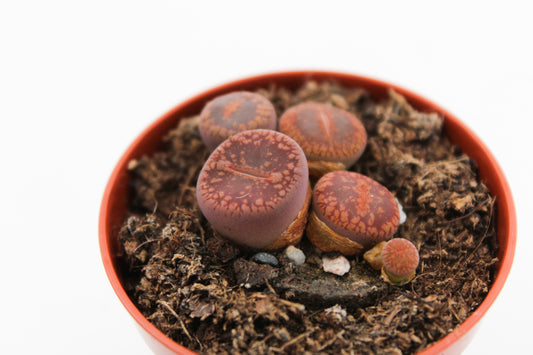 Lithops Aucampiae var. Glaudinae (C116)