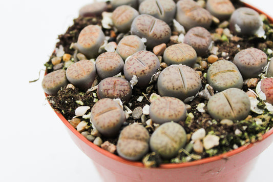 Lithops bromfieldii