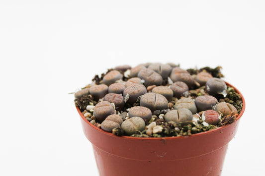Lithops bromfieldii