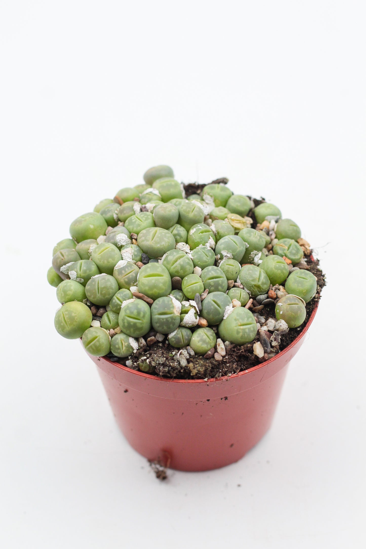 Lithops Jullii var. Fulleri "fullergreen"