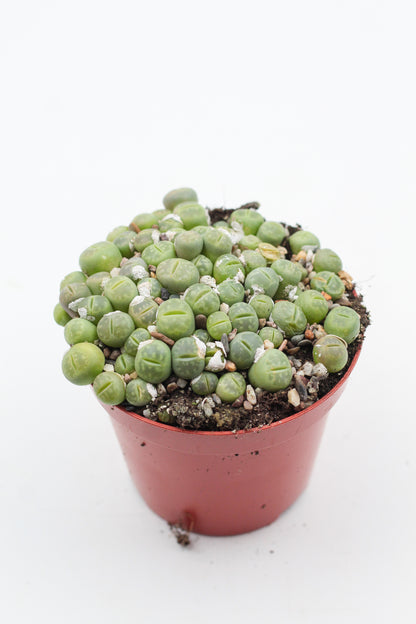 Lithops Jullii var. Fulleri "fullergreen"