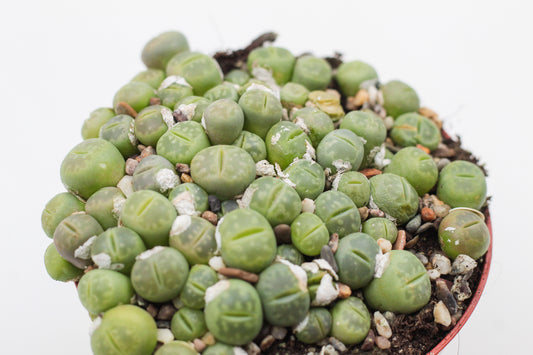 Lithops Jullii var. Fulleri "fullergreen"