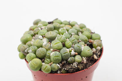 Lithops Jullii var. Fulleri "fullergreen"