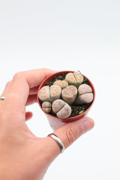 Lithops Karasmontana