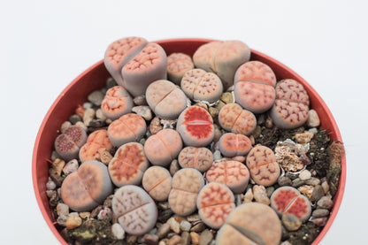 Lithops Karasmontana