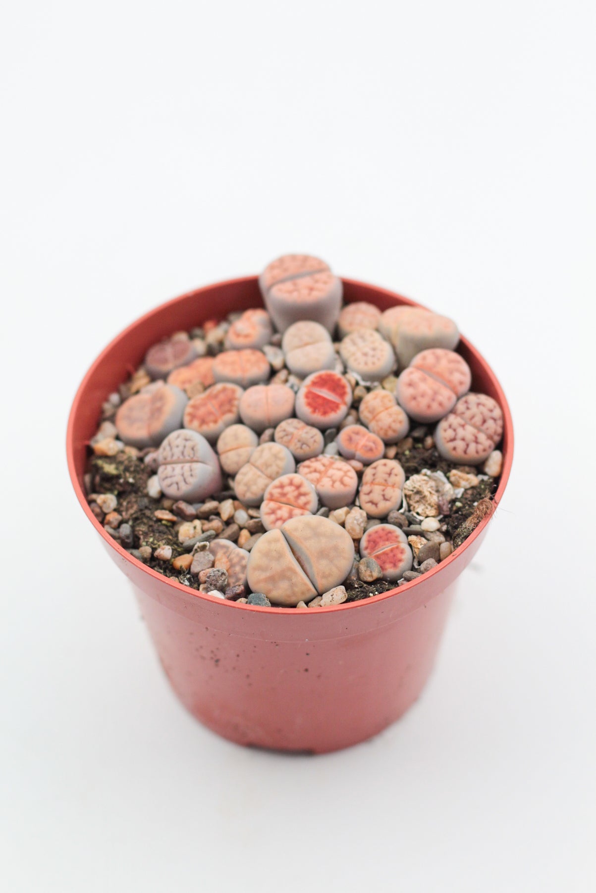 Lithops Karasmontana