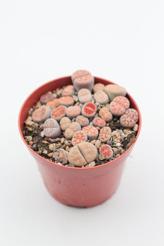 Lithops Karasmontana